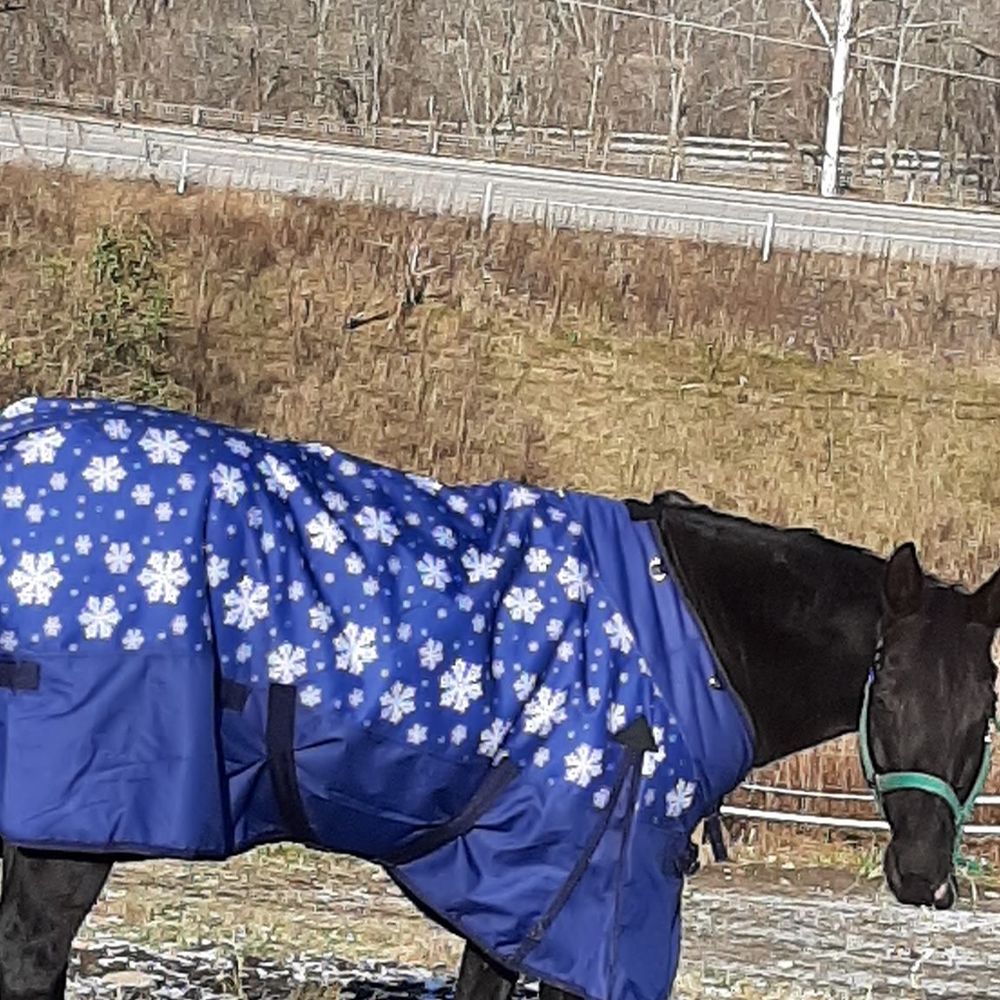 Meet your Posher, Dawn